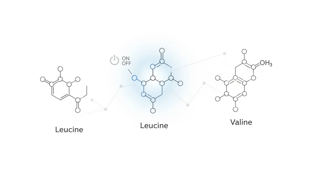 Um infográfico minimalista e elegante que mostra as moléculas interligadas de Leucina, Isoleucina e Valina, com um ícone de "ligar/desligar" para a síntese de proteínas, em um fundo branco.